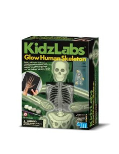 KIDZ LABS/GLOW  HUMAN  SKELETON