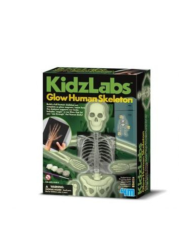 KIDZ LABS/GLOW  HUMAN  SKELETON